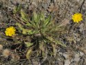 Leontodon saxatilis