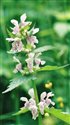 Lamium maculatum