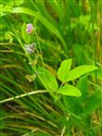 Lathyrus linifolius