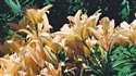 Lilium hybrid