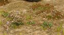 Limonium binervosum agg.