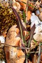 Lactuca saligna