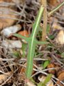 Lactuca saligna