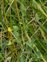 Bract, Lathyrus aphaca