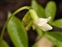Flowering plants excl. Grasses, sedges and rushes., Lathyrus vernus