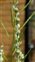 Fruit, Lepidium sativum