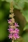 The Purple-loosestrife family, Lythraceae, Lythrum salicaria