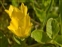 Yellow flowers, Lysimachia nummularia