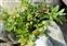 The Cabbage family, Brassicaceae, Lepidium didymum