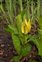 Plant, Lysichiton americanus