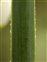 Leaf; margin, Leucojum aestivum