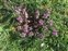 Inflorescence, Lamium purpureum