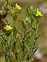 Plant, Linaria arenaria