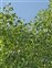 Leaf, Liriodendron tulipifera