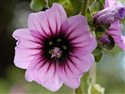 Malva arborea