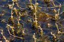 Myriophyllum alterniflorum