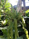 Microsorum punctatum