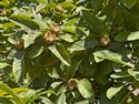 Mespilus germanica