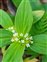 White flowers, Mitracarpus hirtus