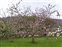 Pink flowers, Malus domestica