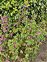 Pink flowers, Malva sylvestris
