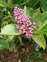Pink flowers, Medinilla magnifica