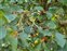 The Mulberry family, Moraceae, Morus nigra