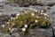 White flowers, Minuartia recurva