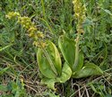 Neottia ovata