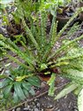 Fishbone Fern (guest image)