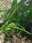 Plants that do not have flowers, Nephrolepis cordifolia