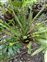 Plants that do not have flowers, Nephrolepis cordifolia