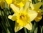 Flowering plants excl. Grasses, sedges and rushes., Narcissus radiiflorus