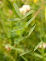 Onobrychis viciifolia