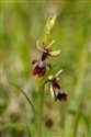 Ophrys insectifera