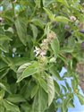 American Basil (guest image)