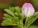 Ononis reclinata