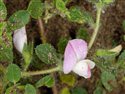 Ononis repens