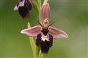 Ophrys insectifera x apifera