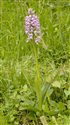 Orchis militaris