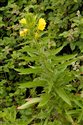 Oenothera biennis