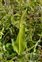 Inflorescence, Ophioglossum vulgatum