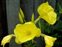 Yellow flowers, Oenothera glazioviana