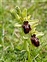 Scarce, Ophrys sphegodes