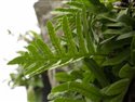 Polypodium cambricum