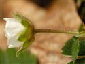 Potentilla sterilis