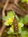 Phryganea sp. on Chrysosplenium oppositifolium