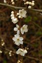 Prunus domestica