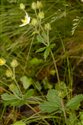 Potentilla rupestris