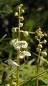Pyrola rotundifolia